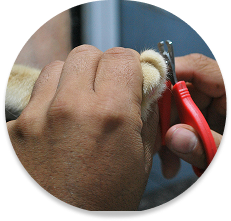 Nail Trimming